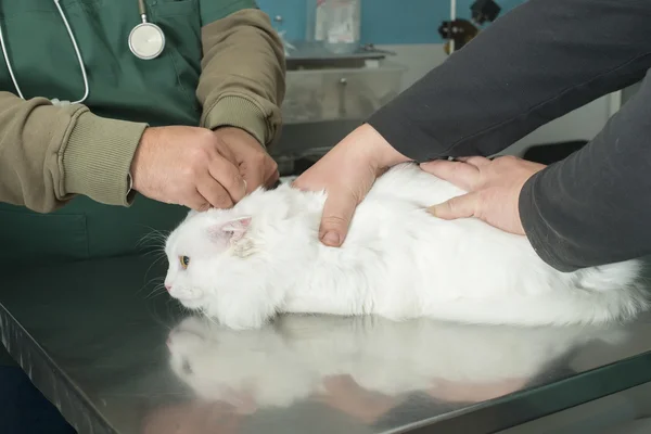 Chat dans un vétérinaire — Photo