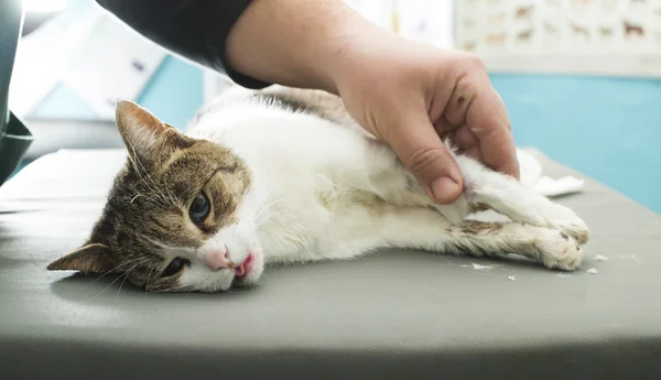 Kat verdoving in de veterinaire — Stockfoto