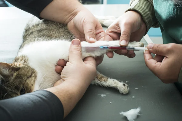 Veterinær blodprøve - Stock-foto