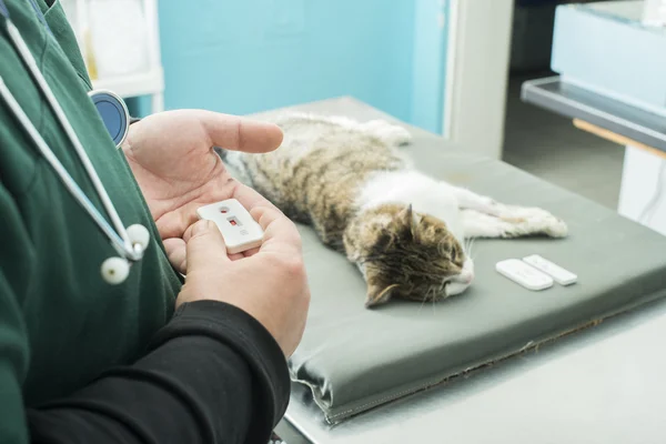 Veterinary Blood test — Stock Photo, Image