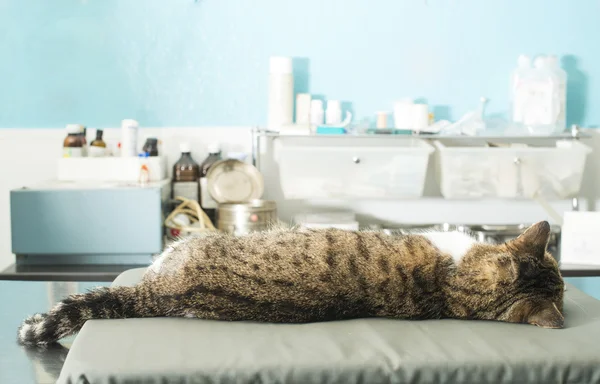 Anestesia de gato em veterinária — Fotografia de Stock