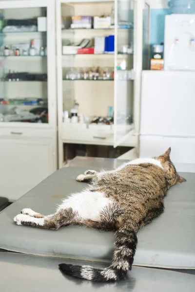 Katt anestesi i veterinär — Stockfoto