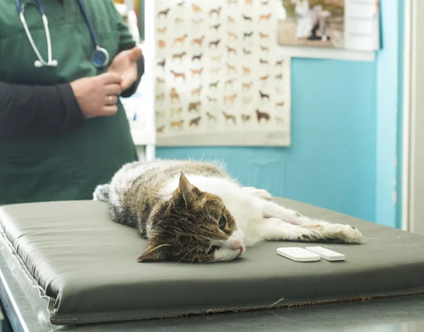 Veterinaire bloedonderzoek — Stockfoto