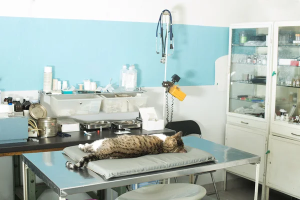 Anestesia de gato em veterinária — Fotografia de Stock