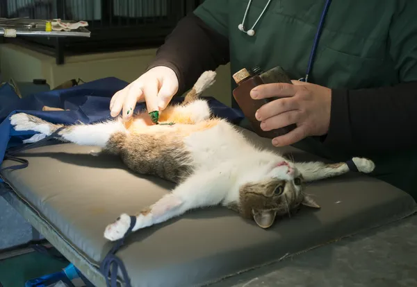 Kat i en veterinær kirurgi - Stock-foto