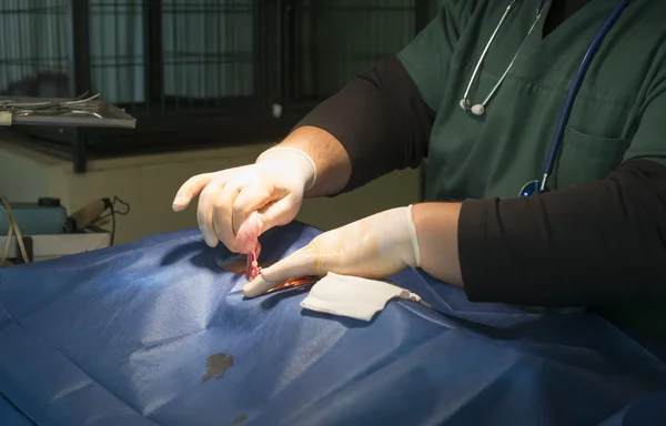 Animal em uma cirurgia veterinária — Fotografia de Stock