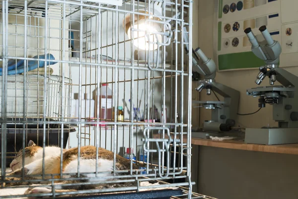 Kot w laboratorium weterynaryjne — Zdjęcie stockowe