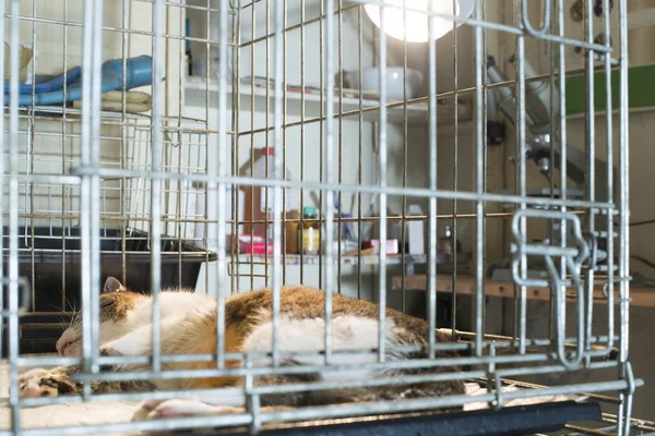Chat au laboratoire vétérinaire — Photo