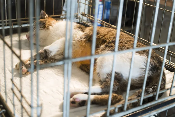 Kočka na veterinární laboratoře — Stock fotografie