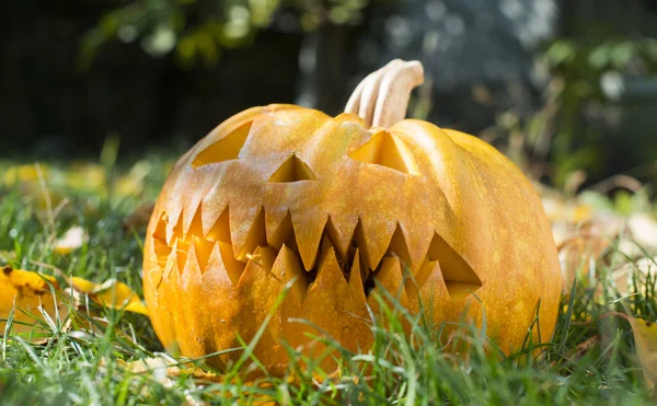 Pumpkin on grass and autumn leaves — Stock Photo, Image