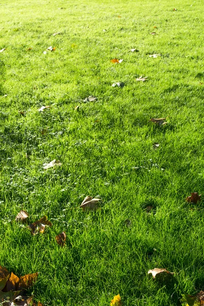 Grass illuminated by sunlight — Stock Photo, Image