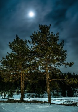 gece ormanda çam ağaçları. ay gece