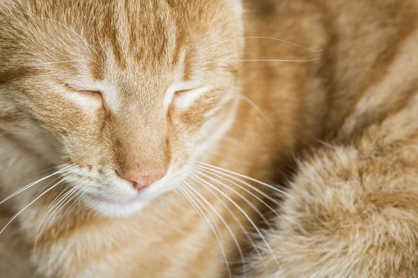 Sovende orange kat - Stock-foto
