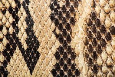 Texture of genuine snakeskin clipart