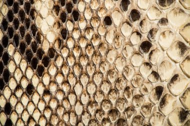 gerçek yılan derisi dokusunu