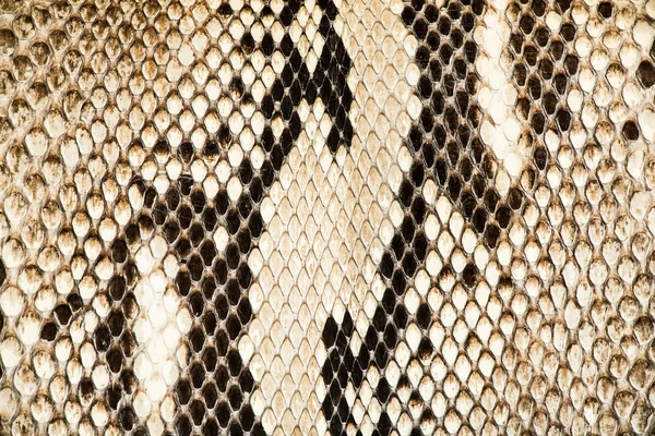 Texture of genuine snakeskin — Stock Photo, Image