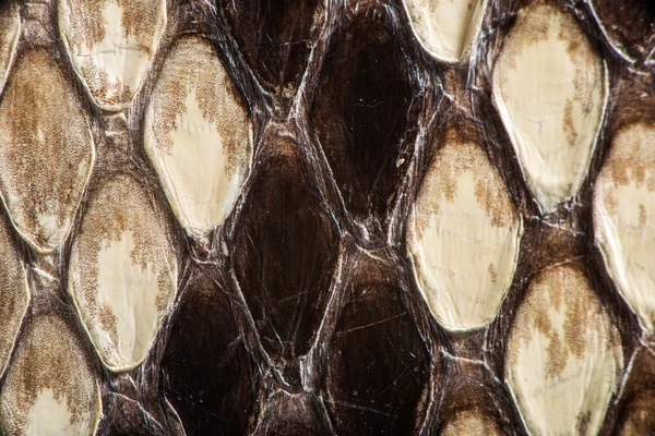 Texture of genuine snakeskin — Stock Photo, Image