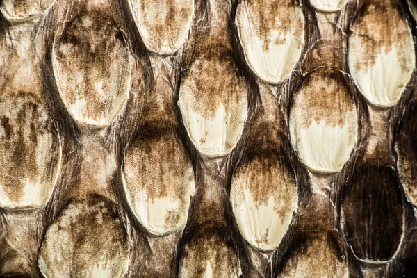 Texture of genuine snakeskin — Stock Photo, Image