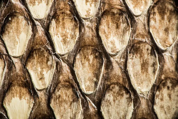 Texture of genuine snakeskin — Stock Photo, Image