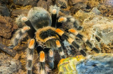 tarantula örümceği