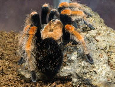 tarantula örümceği