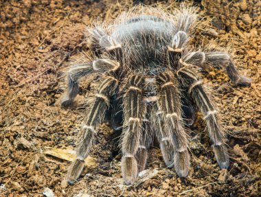 tarantula örümceği