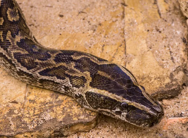 Chicken snake — Stock Photo, Image