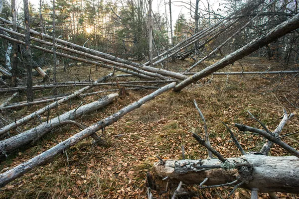 Umgestürzte Bäume — Stockfoto