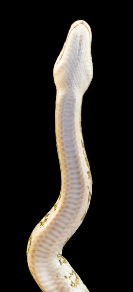 Serpente striscia sulla terra — Foto Stock