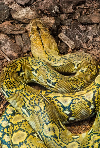 Serpiente se arrastra sobre la tierra地球上の蛇ゾッと — ストック写真