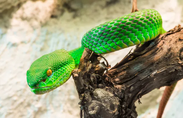 Зелена змія повзає на дереві — стокове фото