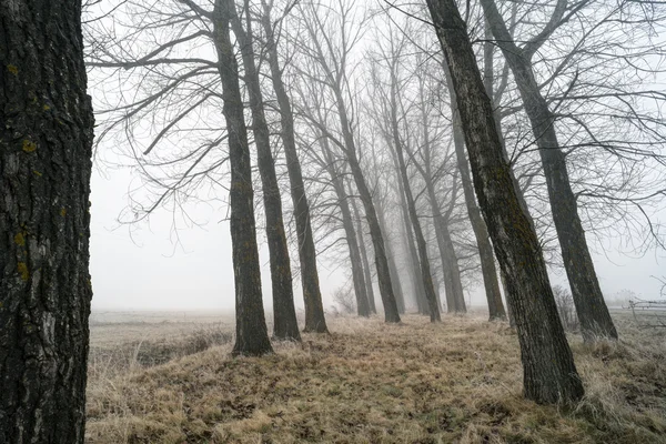 Große Bäume im Nebel — Stockfoto