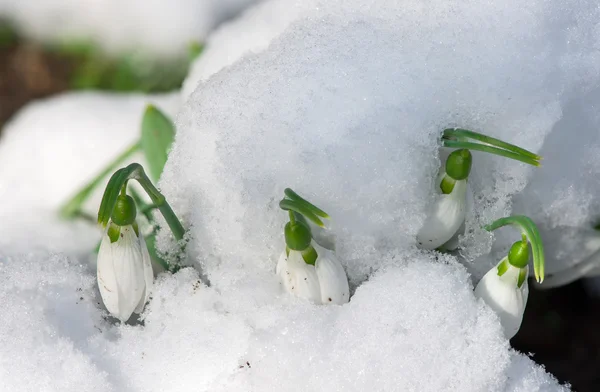 Snowdrop kwiat śniegu — Zdjęcie stockowe