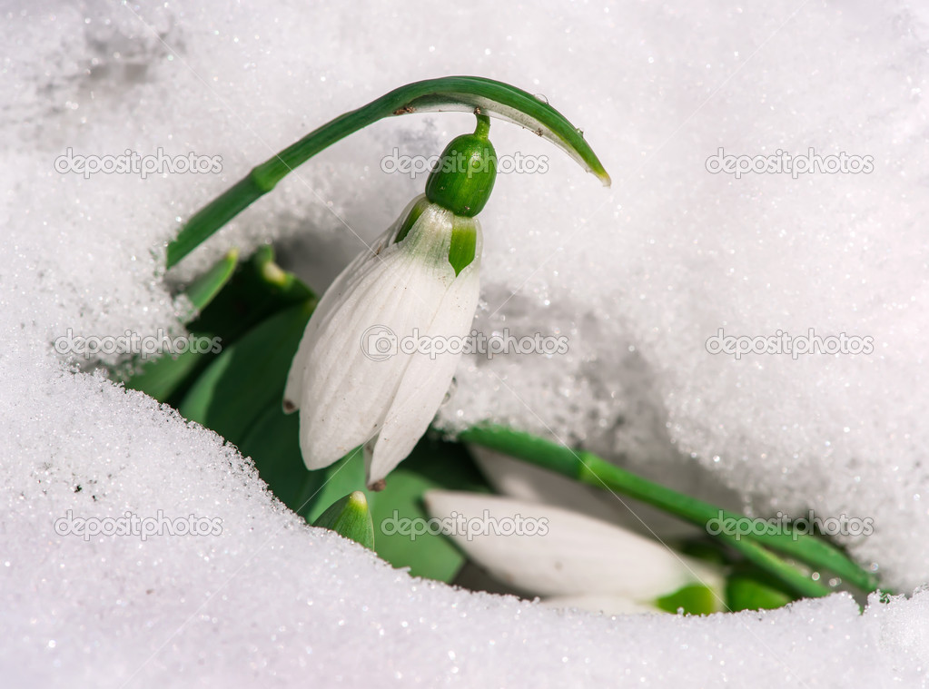 Snowdrop flower in a snow — Stock Photo © 39822363