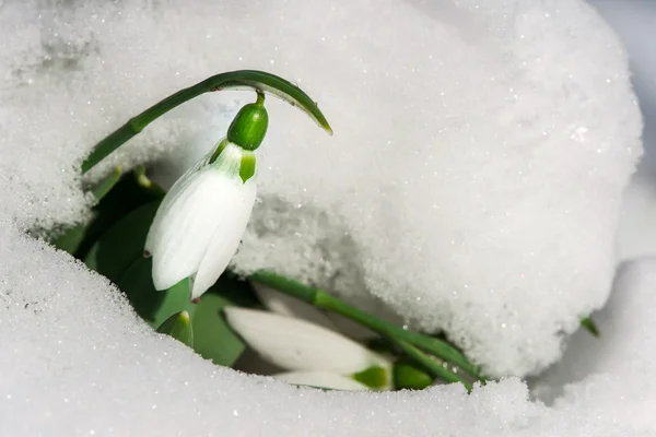 Snowdrop flower in a snow — Stock Photo, Image
