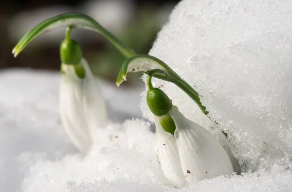 Snowdrop blomma i en snö — Stockfoto