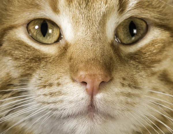 Orangefarbene Katze in Nahaufnahme Augen — Stockfoto