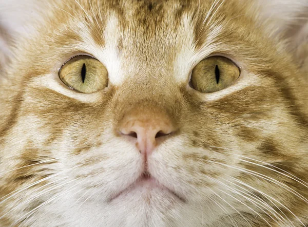 Gato naranja cerrar los ojos — Foto de Stock