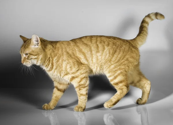 Orangefarbene Katze — Stockfoto