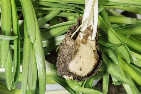 Bulbos de flores — Foto de Stock