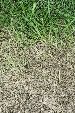 taze yeşil çim ve sararmış kuru ot
