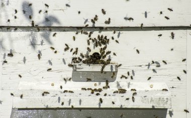 Kovan 'a giren arılar