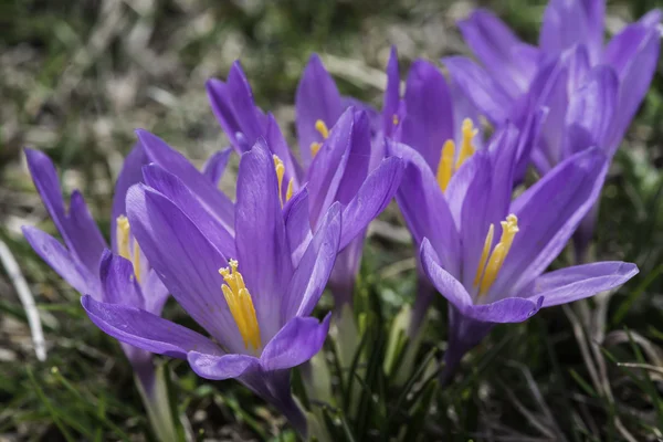 Blå krokus — Stockfoto