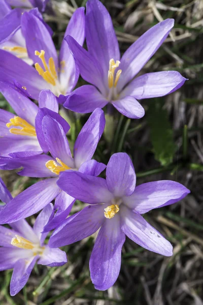 Blå krokus — Stockfoto