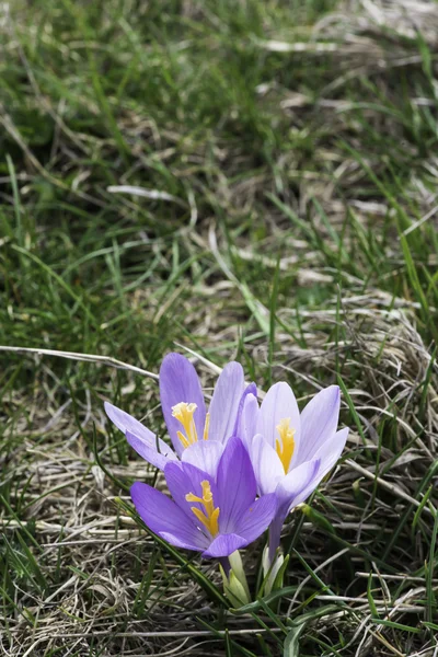 Blå krokus — Stockfoto