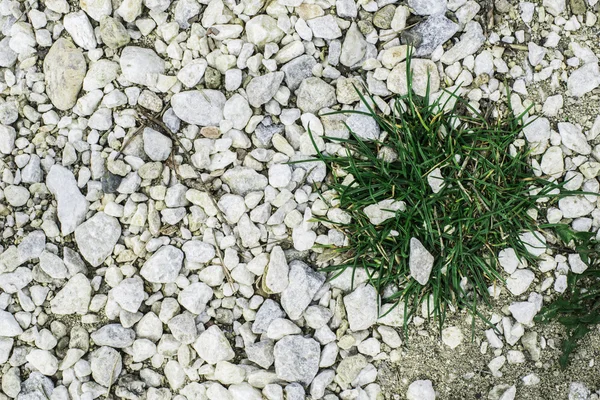 Groen gras en stenen — Stockfoto