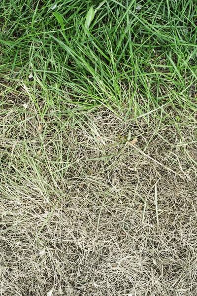 Herbe verte fraîche et herbe sèche jaunie — Photo