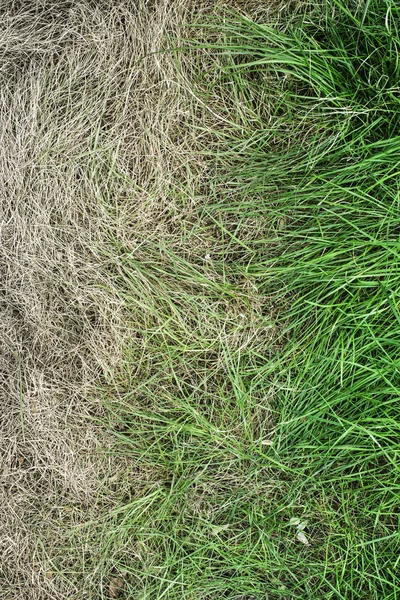 Grama verde fresca e relva seca amarelada — Fotografia de Stock