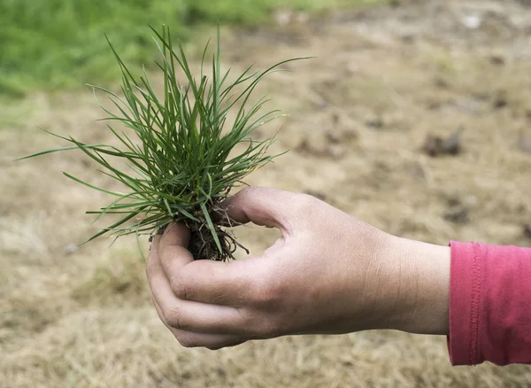 Turf grass and earth — Stock Photo, Image