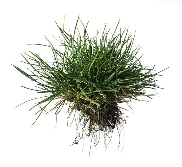 Turf grass and earth — Stock Photo, Image